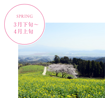 白木峰高原の菜の花